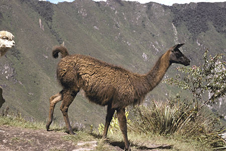 Llama at Machu Picchu. Peru.
