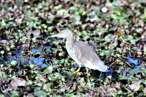 Heron in wetlands at Bharatpur. India.
