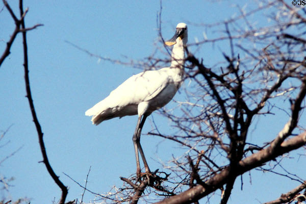 Eurasian spoonbill (<i>Platalea leucorodia</i>) bird at Bharatpur. India.