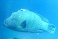 Large tropical fish swimming near Barrier Reef. Australia