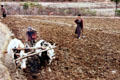 Two oxen pull a plow in Paro. Bhutan