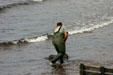 Raking in seaweed at North Cape. PE.