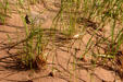 Grasses in the red dunes. PE.