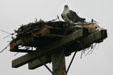 Osprey on nest. PE.