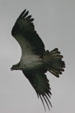 Osprey in flight. PE.