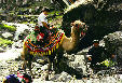 Camel and riders above southern pasture area near Urumqi. China.