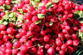 Radishes in Market Area. Ulm, Germany.