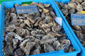 Shop trays with oysters. Paris, France.