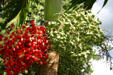 Palm olives, a source of oil. Guadeloupe.