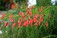 Red flowers. Guadeloupe.