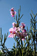 Orchid gardens, feature on Orchid Mountain estate tours. Guadeloupe.