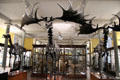 Skeletons of extinct Giant Irish Deer <i>Megaloceros giganteus</i> at National Museum of Natural History. Dublin, Ireland.