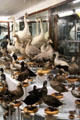 Irish waterfowl collection at National Museum of Natural History. Dublin, Ireland.