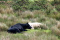 Cattle resting on land around Staigue Fort on Ring of Kerry. Ireland.