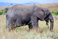Elephant feeding on plants in Masai Mara National Reserve. Kenya.