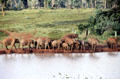 Herd of African forest elephants by waterhole in Aberdare National Park. Kenya.