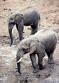 Forest elephants in Aberdare National Park noted for narrower bodies & ears which hug head to facilitate passage between trees. Kenya.