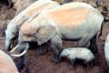 Forest elephant family in visit Treetops in Aberdare National Park. Kenya.