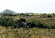 Traditional ox cart farming on fields South of Oaxaca. Mexico.