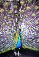 A peacock struts in an Acapulco hotel. Mexico.
