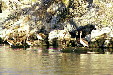 Pelicans on rocks of Lagoon Coyuca. Mexico.