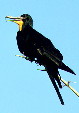 Frigate bird resting on a branch in Manialtepec. Mexico
