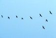 Frigate birds fly in formation over Manialtepec. Mexico.