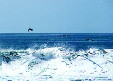 Pelicans cast shadows on waves in Manialtepec. Mexico.