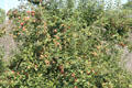 Apple tree in fruit at Arnhem Openlucht Museum. Arnhem, Netherlands.
