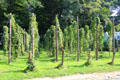 Field of hop plants growing on stakes whose flowers are an essential ingredient in beer at Arnhem Openlucht Museum. Arnhem, Netherlands.