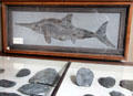 Ichthyosaurus quadriscissus fossil at Teylers Museum. Haarlem, Netherlands.