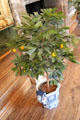 Orange tree in Delft urn symbol of House of Orange. Het Loo, Netherlands.