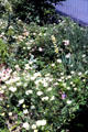Flower bed in Parnell district. Auckland, New Zealand.