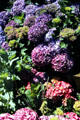 Hydrangea flowers in Parnell district. Auckland, New Zealand.