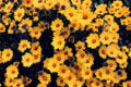 Yellow daisies at MOTAT. Auckland, New Zealand.