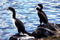 Cormorants son rocks at Western Springs Park. Auckland, New Zealand.
