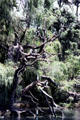 Cormorant nests in trees at Western Springs Park. Auckland, New Zealand.