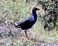 Pukeko returning from brink of extinction on Tiritiri Matangi. New Zealand.