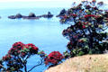 New Zealand Christmas Trees on the coast of Tiritiri Matangi. New Zealand.