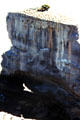 Gannet breeding colony atop cliffs at Muriwai Beach. New Zealand.