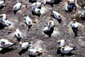 Gannet breeding colony at Muriwai Beach. New Zealand.