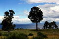 Shore of Lake Taupo. New Zealand.