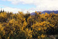 Broom flower near Lake Taupo. New Zealand.