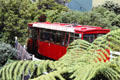Peering through the trees at the cable car in Wellington. New Zealand.