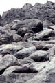 Seals resting on rock north of Kaikoura. New Zealand.