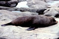 Fur seal sleeping just north of Kaikoura. New Zealand.