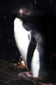Yellow-eyed penguin on nest near Oamaru. New Zealand.