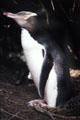 Yellow-eyed penguin on nest near Oamaru. New Zealand.