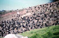 Shag colony on Stewart Island, Otago. New Zealand.