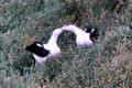 Albatrosses breed on Otago Peninsula in only colony in the world near civilization. New Zealand.